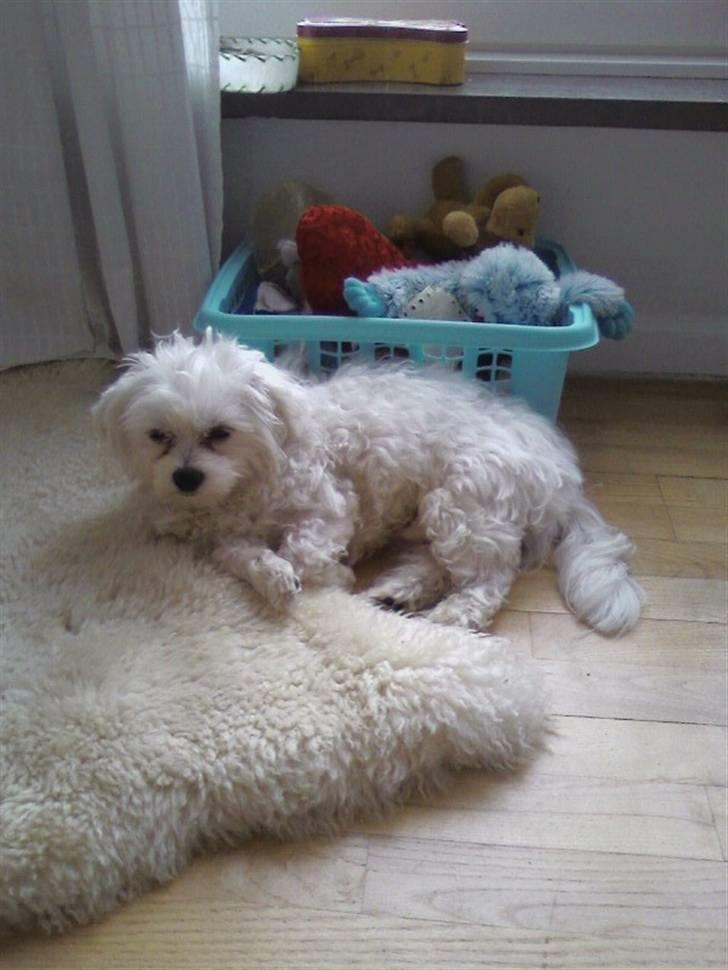 Malteser Francesco Totti - Maj 2007 billede 3