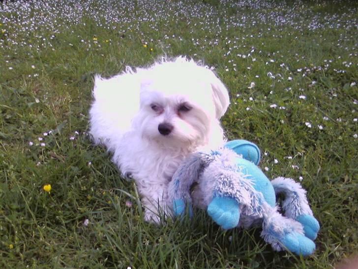 Malteser Francesco Totti - Ligger i haven med min bedste ven "aben"... Juni 2007 billede 4