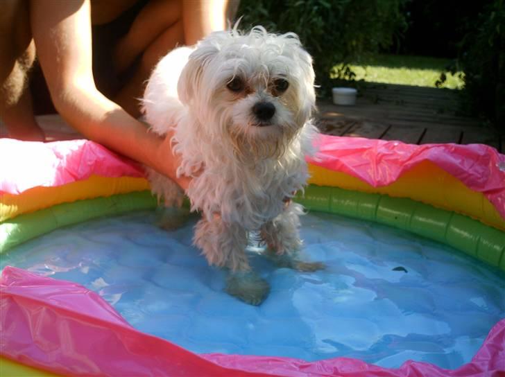 Malteser Francesco Totti - juli 2007.. Tar mig en svømmer i poolen...:) billede 5