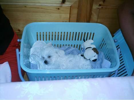 Malteser Francesco Totti - Ligger og sover på en restaurant i Italien... August 2006 billede 6