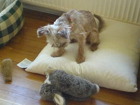 Griffon bruxellois Kenzo - Skal man springe på den eller.... billede 2