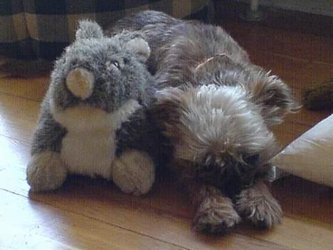 Griffon bruxellois Kenzo - Selv en sutsko er næsten større end mig billede 3