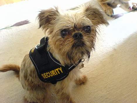 Griffon bruxellois Kenzo billede 4