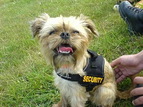 Griffon bruxellois Kenzo - Smiler til fotografen :-) billede 5