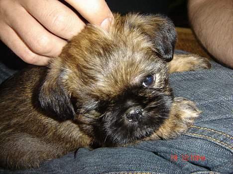 Griffon bruxellois Kenzo - 5 uger gammel og ååh så kær billede 7