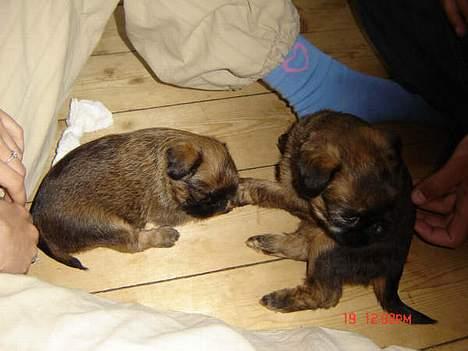 Griffon bruxellois Kenzo - Det er mig til højre 5 uger gammel billede 8