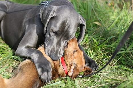 Grand danois BLUE TEMPTATION'S HOPE - Jeg leger lige med Carla :o) " Jeg har dig" billede 11