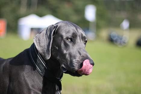 Grand danois BLUE TEMPTATION'S HOPE - det ser lækkert ud, det du får der.....må jeg smage! billede 12