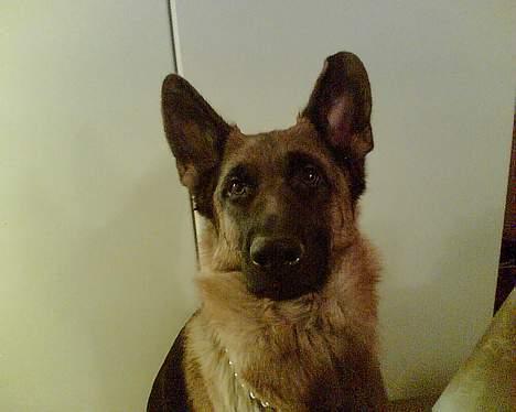 Schæferhund lady madonna - Er jeg ikke sød, kom nu med det mad billede 1