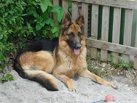 Schæferhund lady madonna billede 6