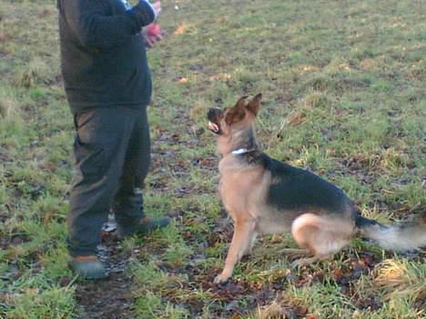 Schæferhund lady madonna - SÅÅÅ kast dog den bold billede 7