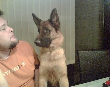 Schæferhund lady madonna - Jeg vil også være med i samtalen billede 8