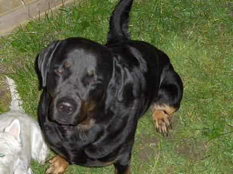 Blanding af racer Jayzon billede 1