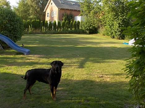 Blanding af racer Jayzon billede 2