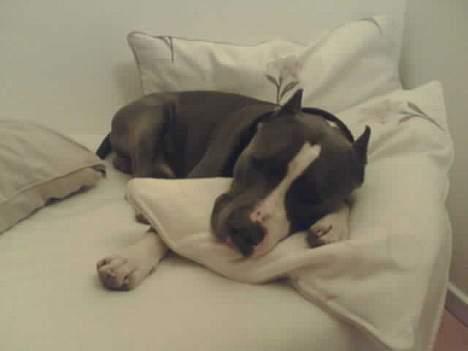 Amerikansk staffordshire terrier Flux Iso And - Ihh hvor dejligt at putte i sofaen billede 8