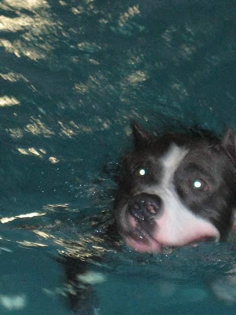 Amerikansk staffordshire terrier Flux Iso And billede 9