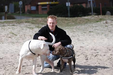 Amerikansk staffordshire terrier Zera(ny ejer Janni) - Stor legedag på stranden med dogo Anuuk billede 13