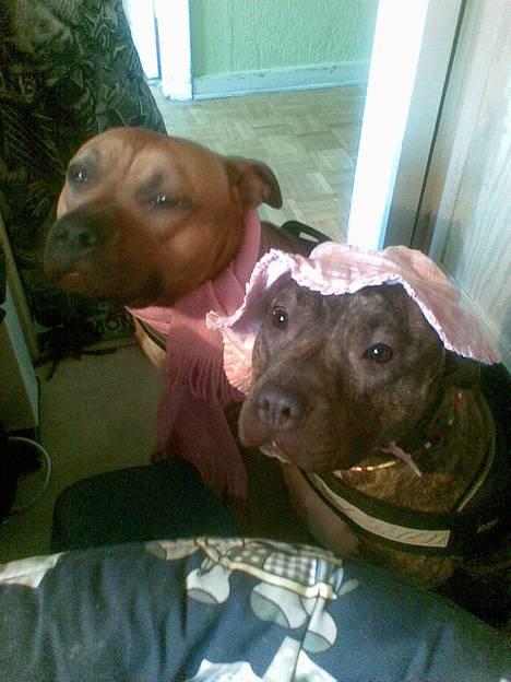 Amerikansk staffordshire terrier Zera(ny ejer Janni) - Hvem er Bonnie og hvem er Clyde?? billede 14