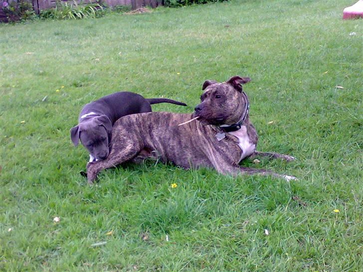 Amerikansk staffordshire terrier Zera(ny ejer Janni) - Den lille lort igen..... billede 15