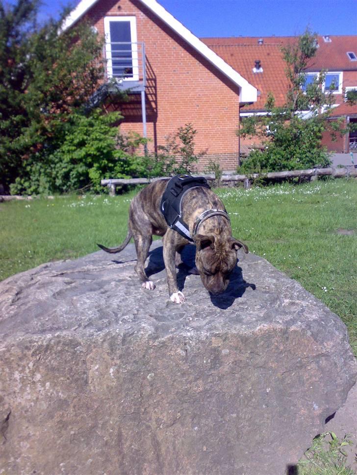 Amerikansk staffordshire terrier Zera(ny ejer Janni) - Tro stenen står fast......smiler billede 17