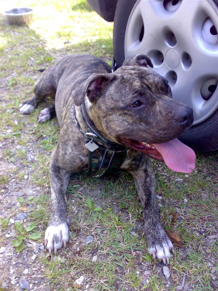 Amerikansk staffordshire terrier Zera(ny ejer Janni) - Det er nu hårdt med alle de træf...........(hundetræf i Tønder) billede 18