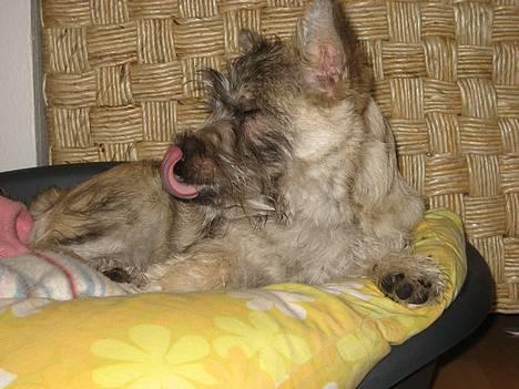 Cairn terrier Malou aka Sheriffen  - Jeg kan nå min næsetip med tungen! Kan du ? billede 18