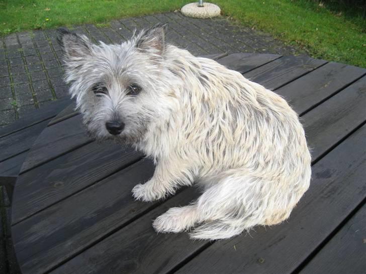 Cairn terrier Malou aka Sheriffen  billede 19