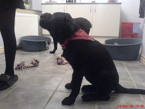 Labrador retriever Donna - Donna med sin flotte julegavepå.. :) billede 7