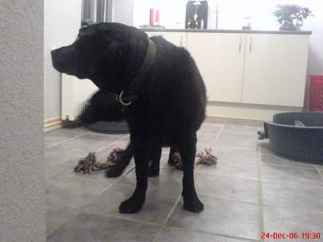 Labrador retriever Jaques *død* - Jaques holder juleaften.. :) billede 7