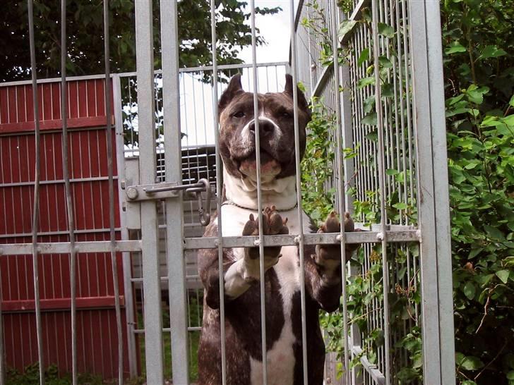 Amerikansk staffordshire terrier tori - fottomodel gider ikke billede 1