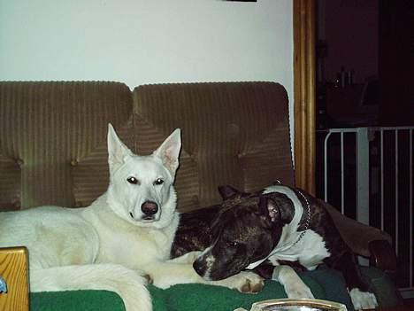 Amerikansk staffordshire terrier tori - toris exkæreste billede 2