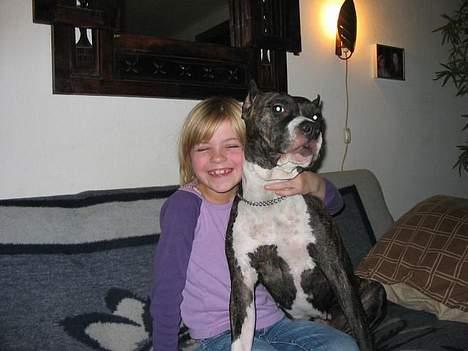 Amerikansk staffordshire terrier tori - børnevenlig billede 3