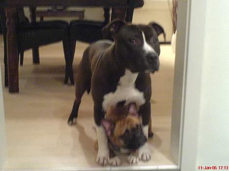 Fransk bulldog Hansi - Mig og søøøøøde Anton... :) billede 6