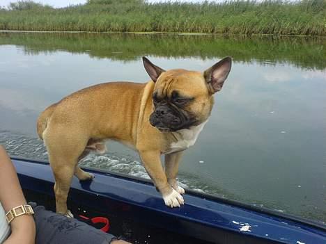 Fransk bulldog Hansi - Det er bare fedt at sejle med min far og mor...wee...... billede 8