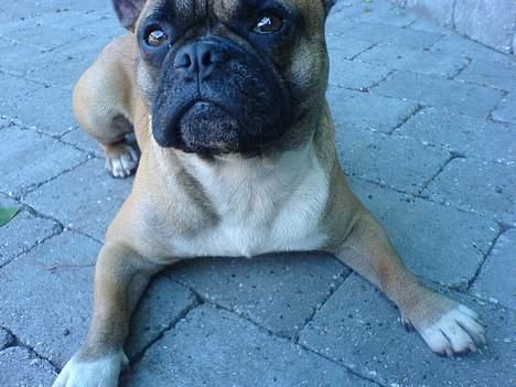 Fransk bulldog Hansi - Hej hej....her ligger jeg og kigger op på de andre, som får lækker mad.... billede 10