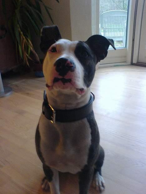 Amerikansk staffordshire terrier freja billede 1