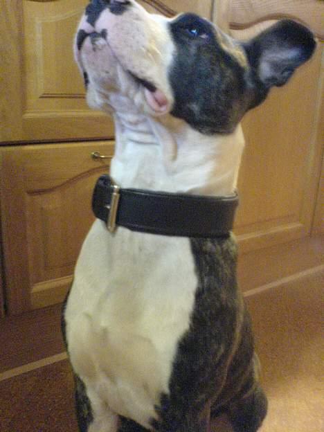 Amerikansk staffordshire terrier freja billede 2