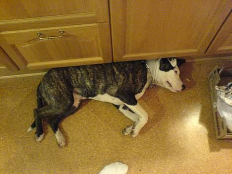 Amerikansk staffordshire terrier freja billede 3