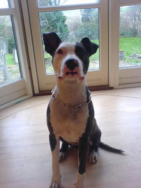 Amerikansk staffordshire terrier freja billede 4