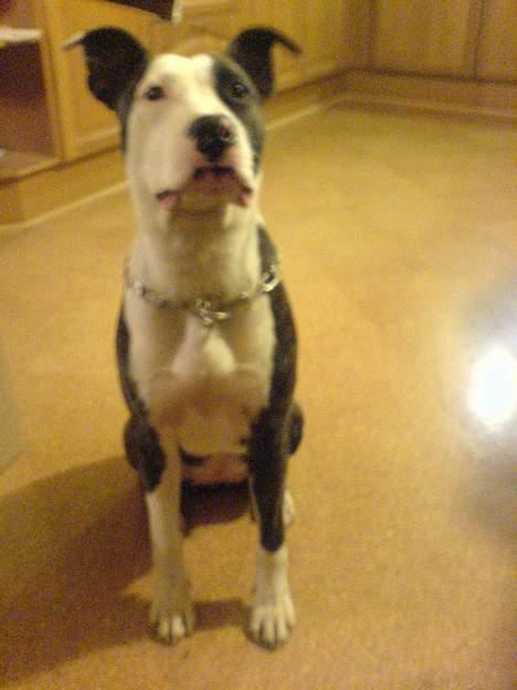 Amerikansk staffordshire terrier freja billede 5