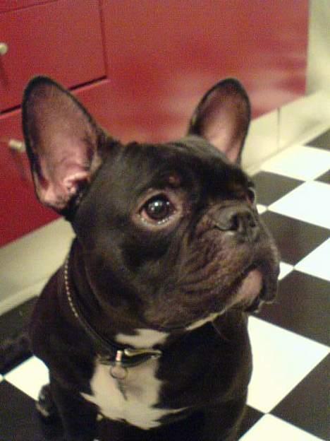Fransk bulldog Ejner billede 1