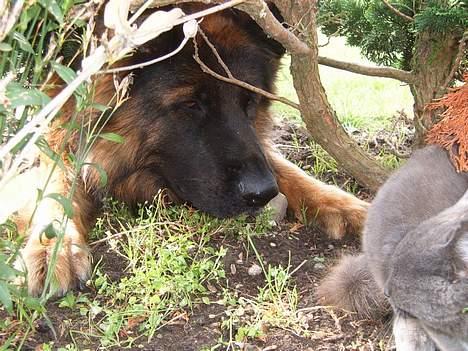 Schæferhund Haweto Natja   billede 19