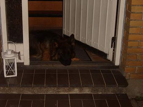 Schæferhund Haweto Natja   billede 20