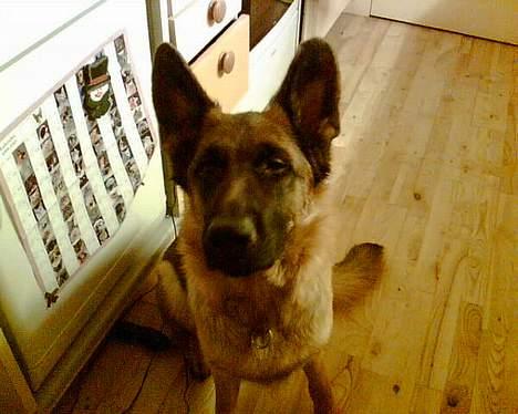 Schæferhund lady madonna - venter på godbid billede 9