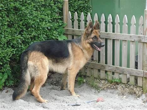 Schæferhund lady madonna billede 10
