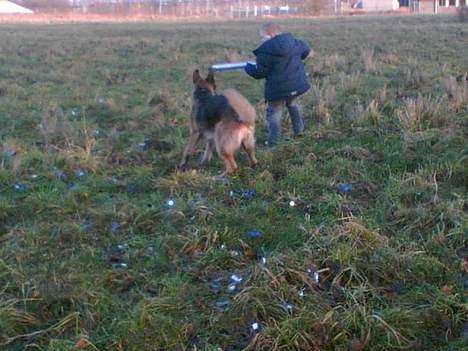 Schæferhund lady madonna - Jaja nu skal der leges på marken billede 11