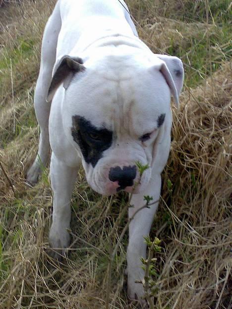 Amerikansk bulldog Lukas R.I.P billede 1