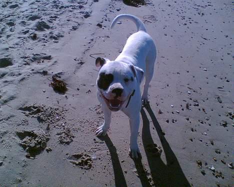 Amerikansk bulldog Lukas R.I.P billede 2