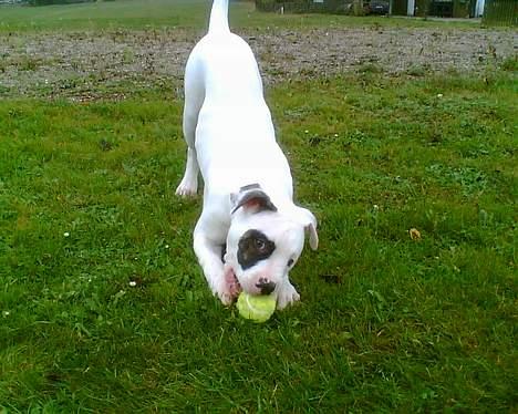 Amerikansk bulldog Lukas R.I.P billede 3