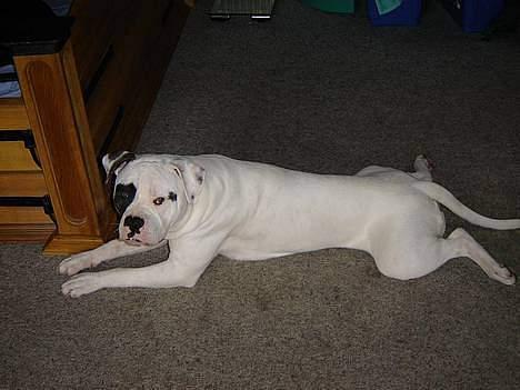 Amerikansk bulldog Lukas R.I.P billede 4